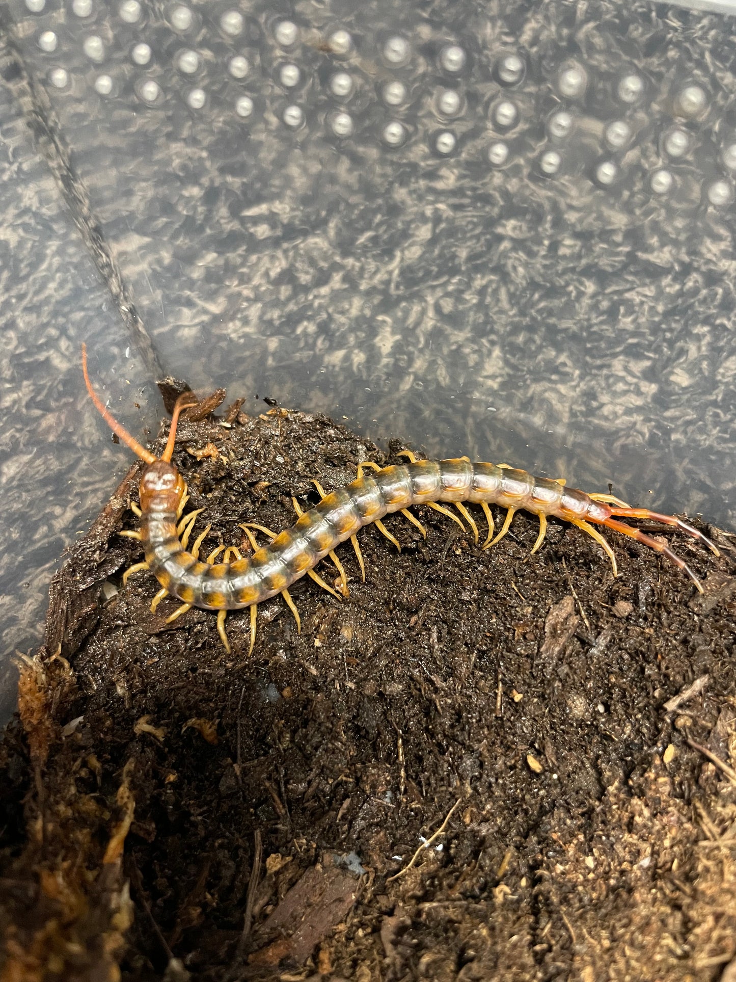 Scolopendra Gigantea Gold (LOCAL CA SALES ONLY)