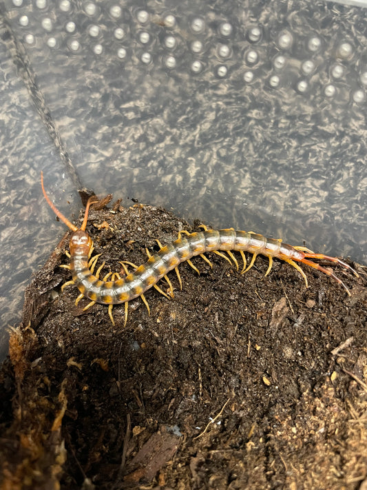Scolopendra Gigantea Gold (LOCAL CA SALES ONLY)