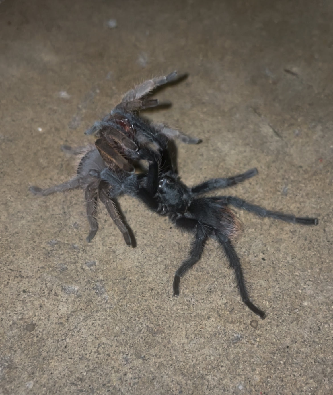 Aphonopelma Sp. Dragoons “Slings”