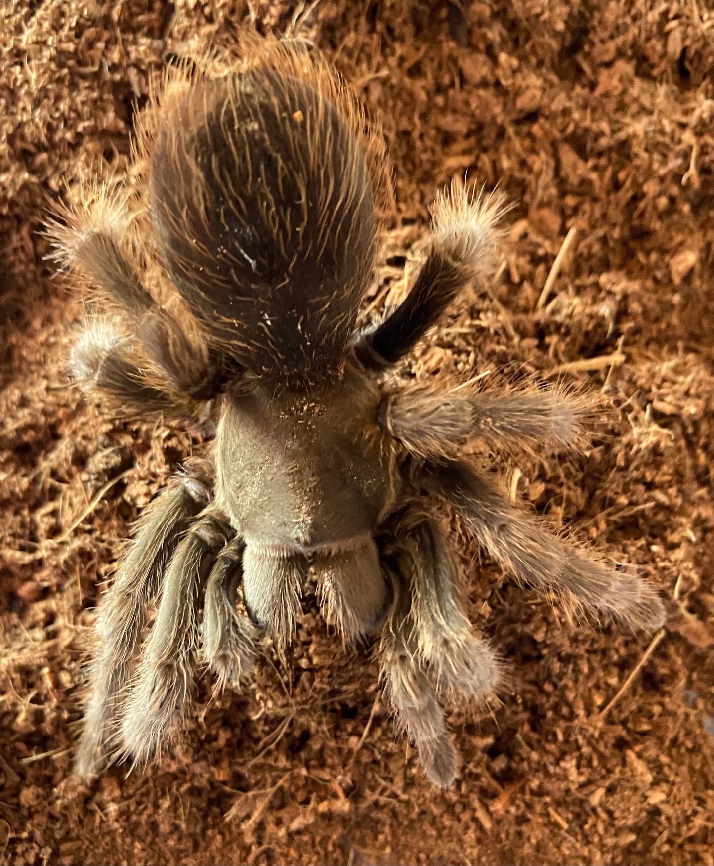 Aphonopelma Steindachneri