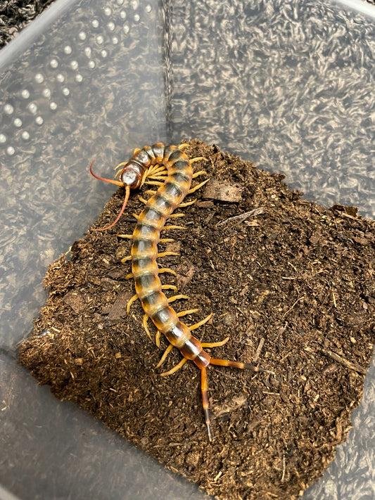 Scolopendra Gigantea Gold (LOCAL CA SALES ONLY)