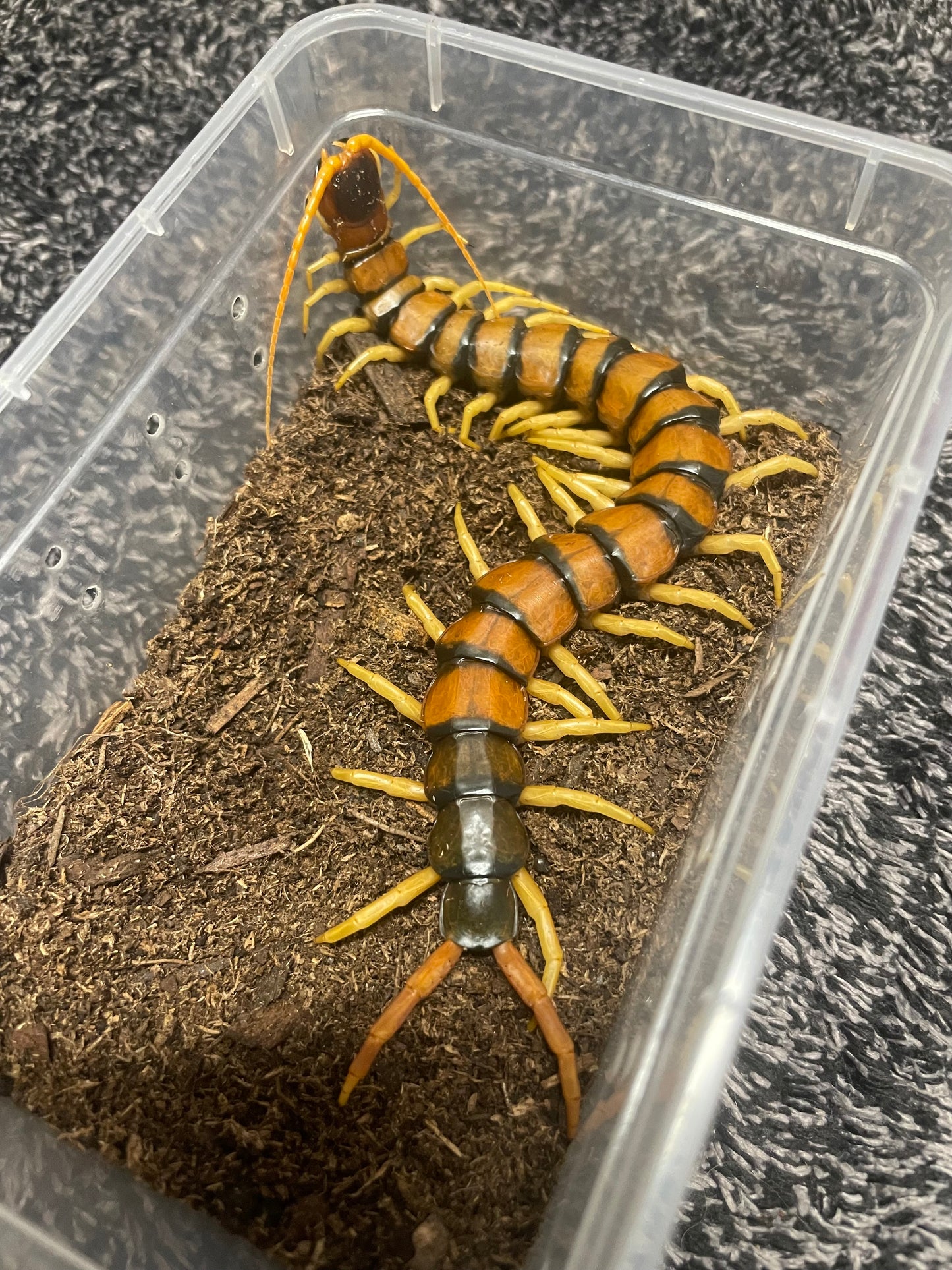 Scolopendra Heros “Madrean Banded”