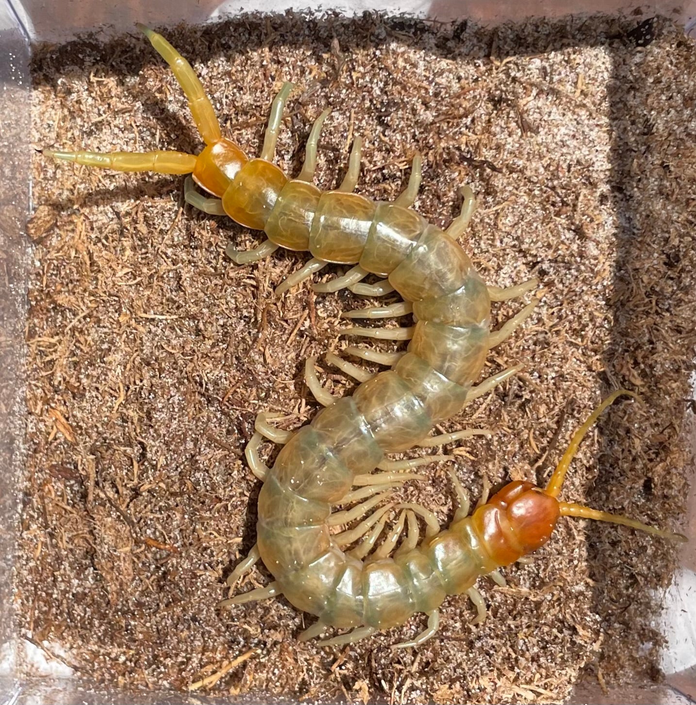 Scolopendra Aztecorum “Central Ghost”