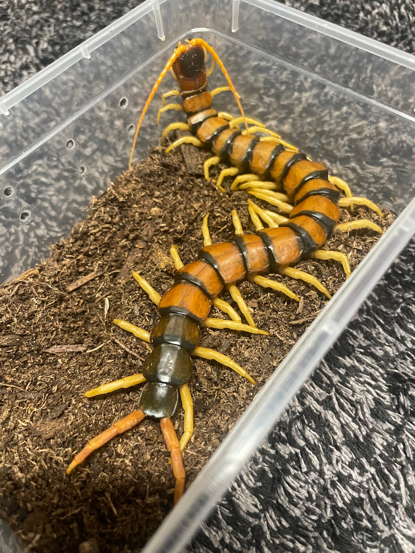 Scolopendra Heros “Madrean Banded”