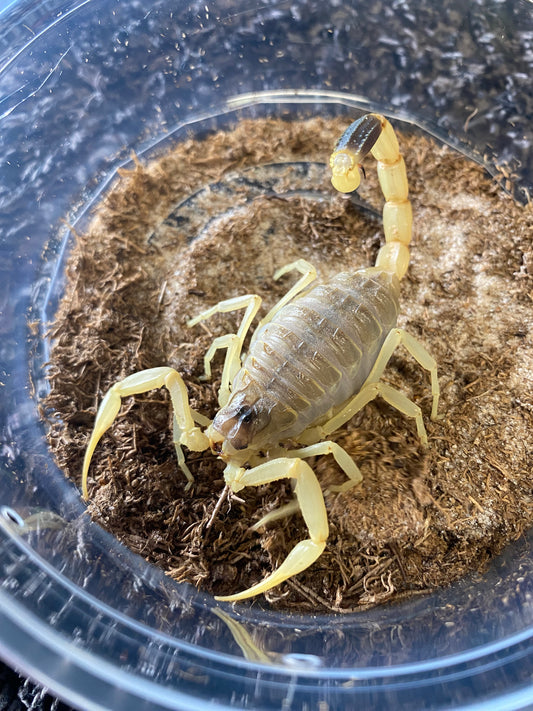 Giant Bright Deathstalker Scorpion (Leiurus heberti) PAIR!