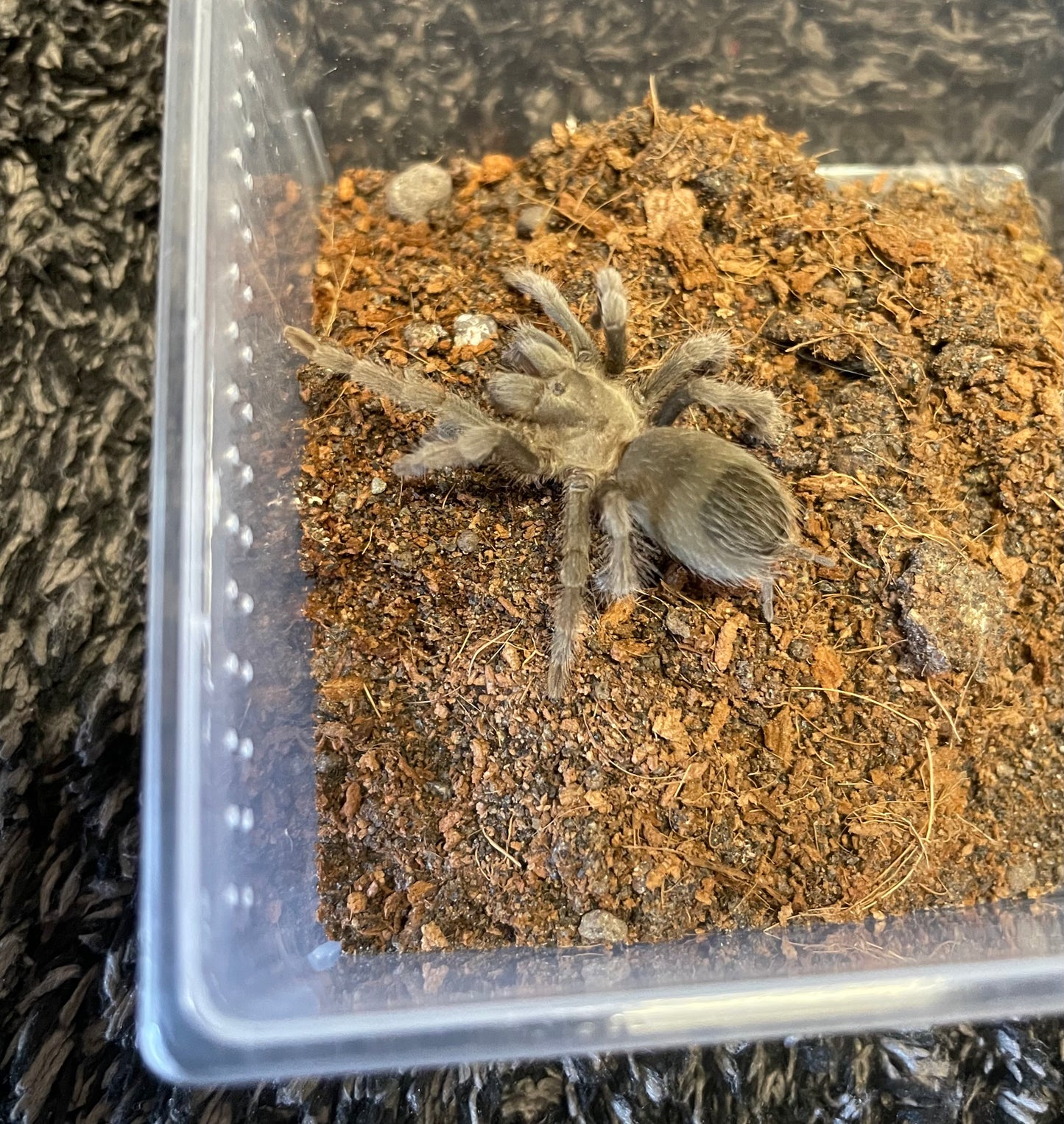 Aphonopelma Atomicum