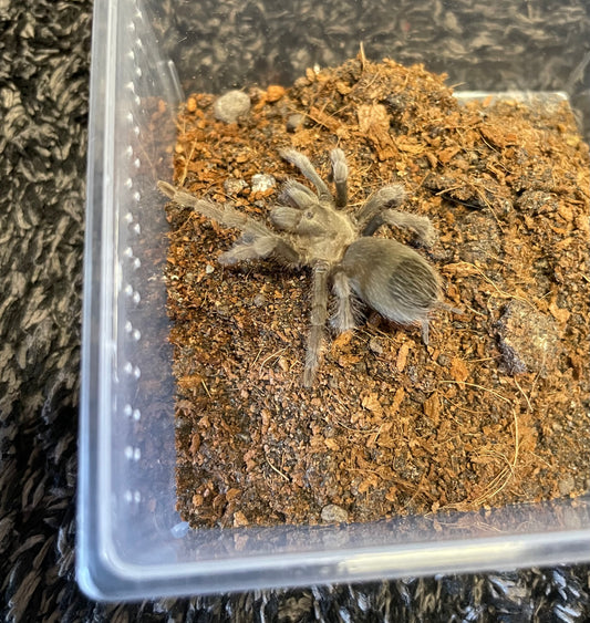 Aphonopelma Atomicum