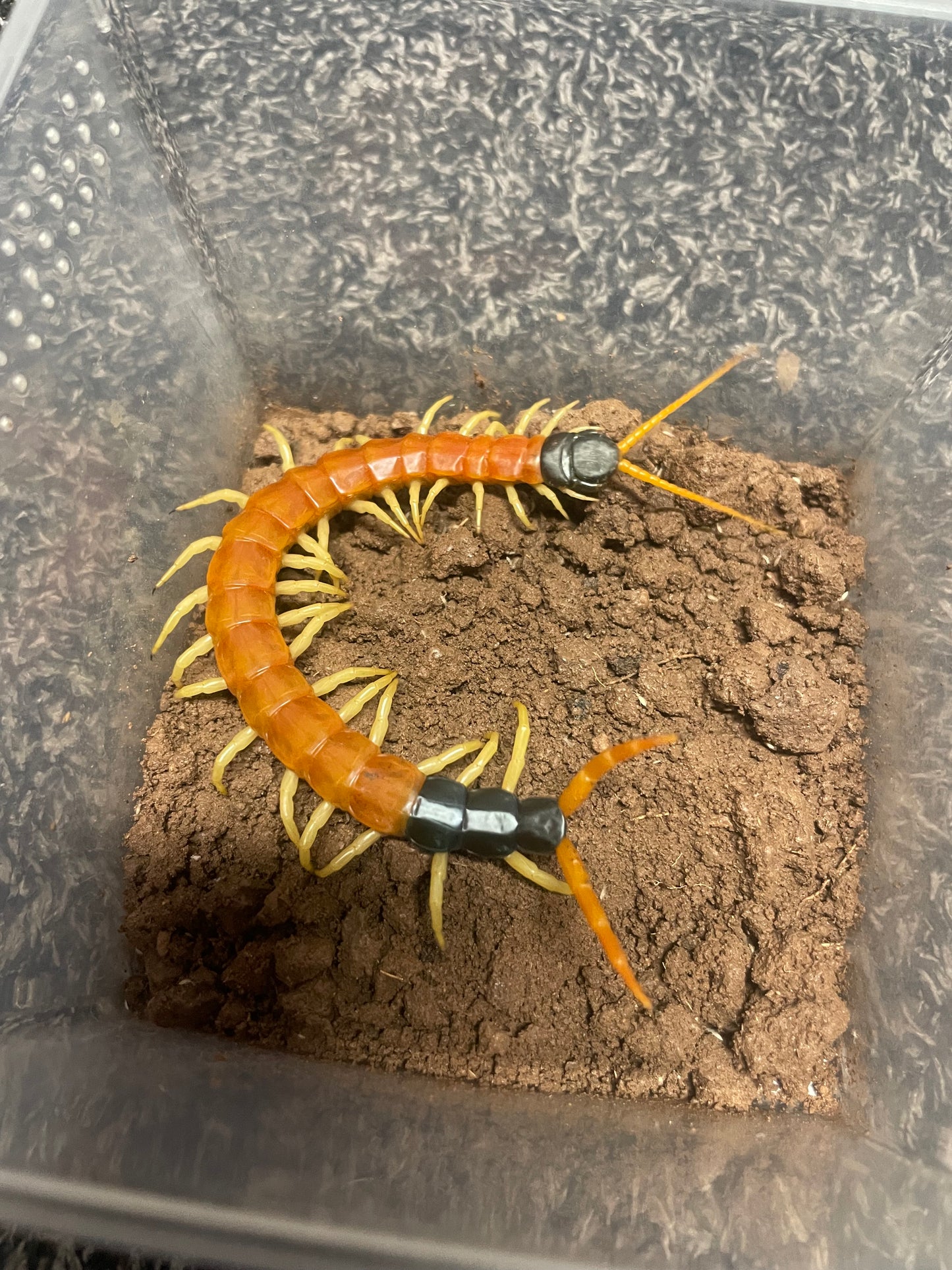 Scolopendra Heros