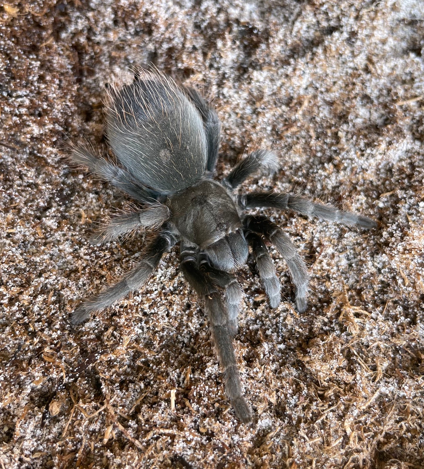 Aphonopelma Steindachneri