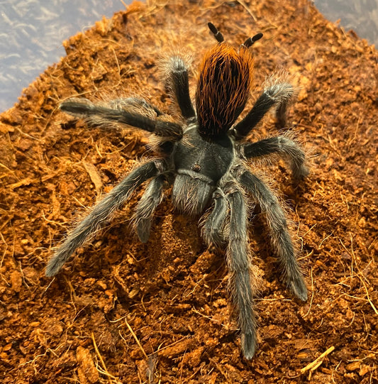 Aphonopelma Marxi “Flagstaff Locale”
