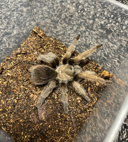 Aphonopelma Eutylenum