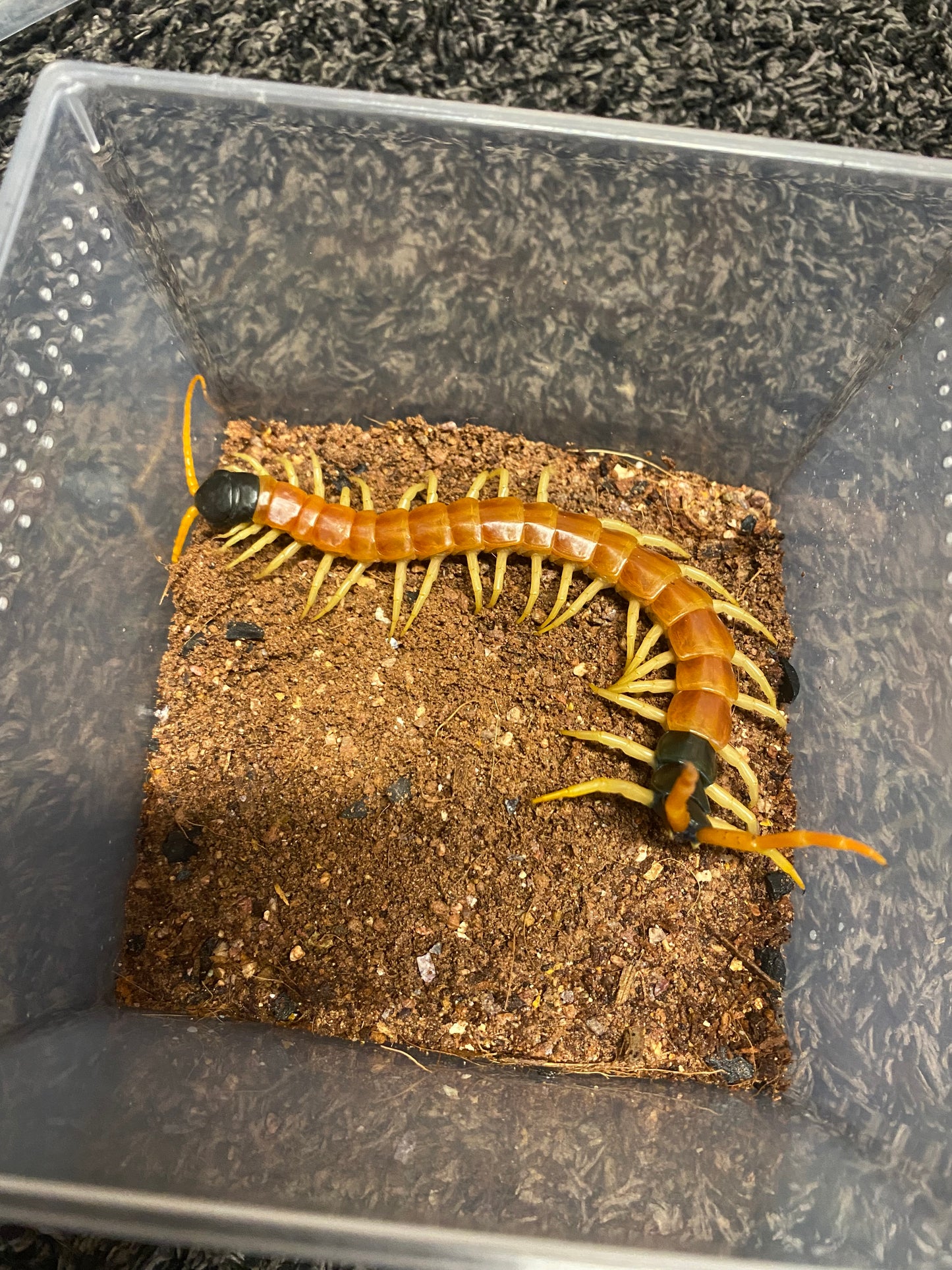 Scolopendra Heros
