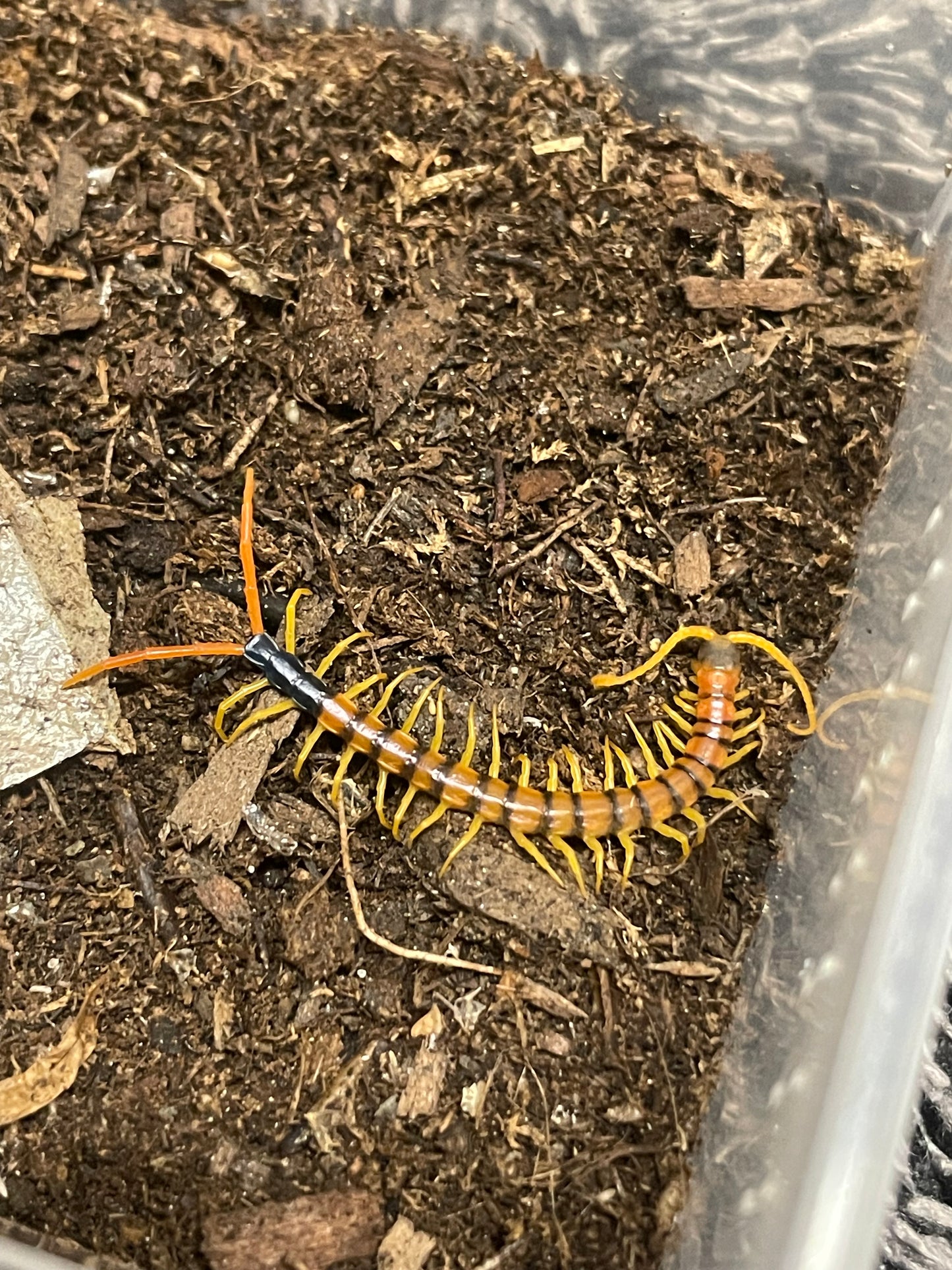 Scolopendra Heros “Madrean Banded” Pedeling