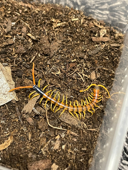 Scolopendra Heros “Madrean Banded” Pedeling