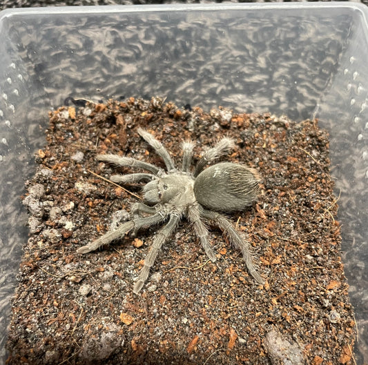 Aphonopelma Atomicum
