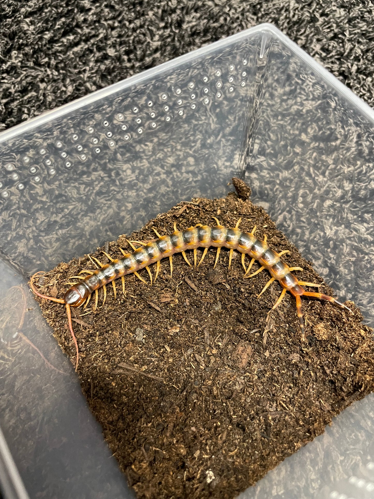 Scolopendra Gigantea Gold (LOCAL CA SALES ONLY)