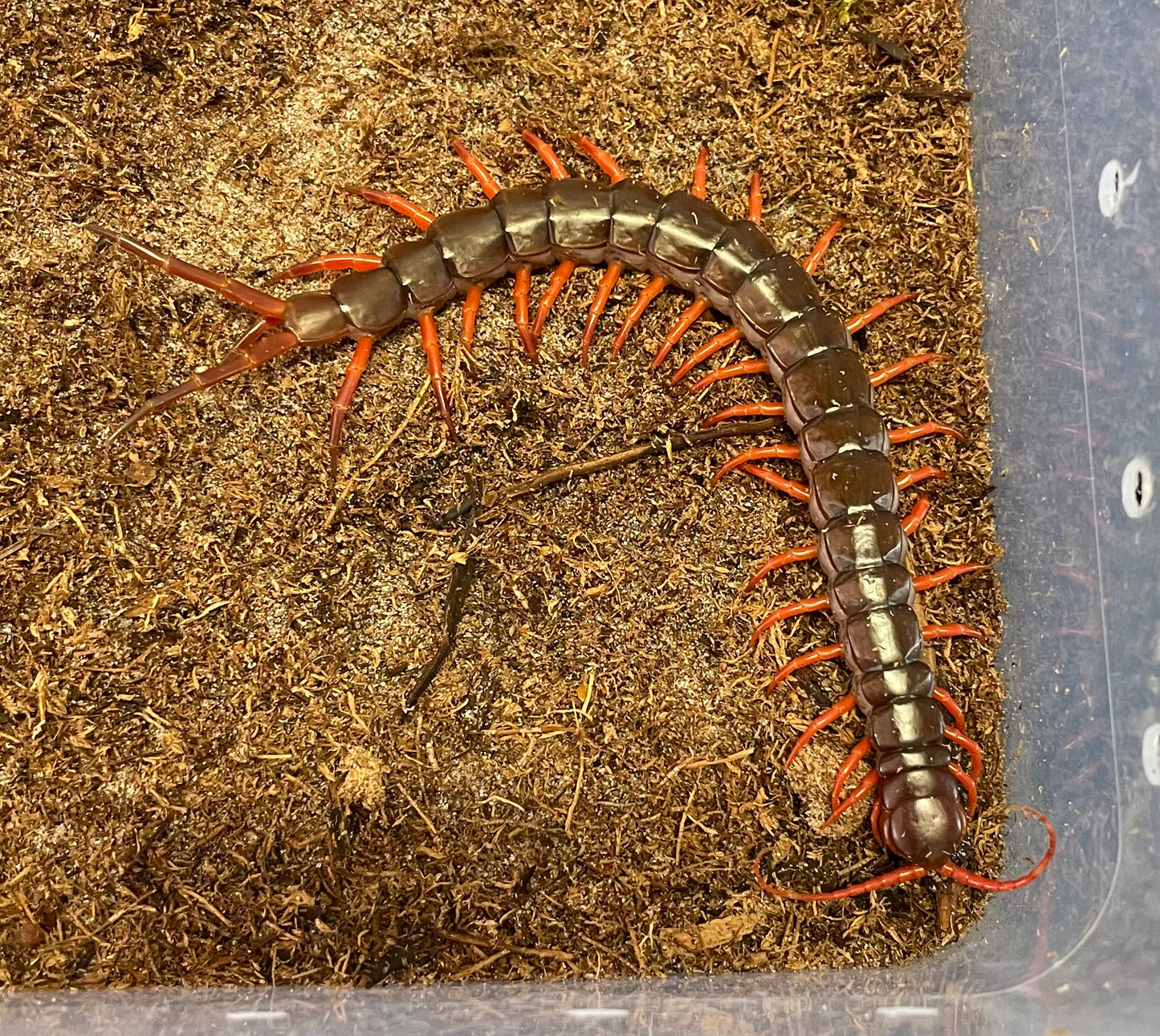 Scolopendra Dehaani “Orange Legs”