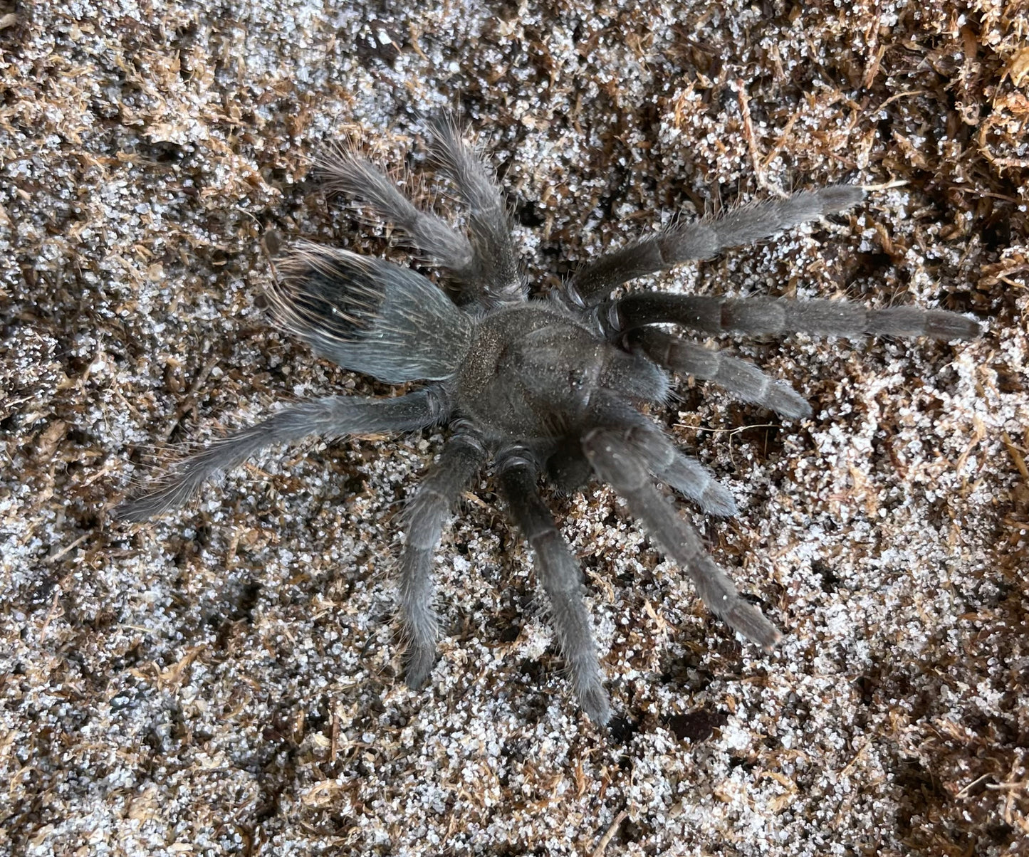 Aphonopelma Steindachneri