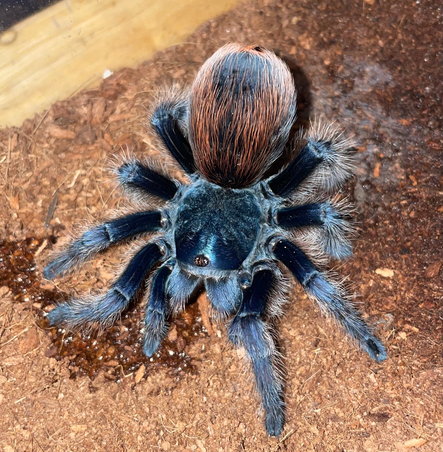 Aphonopelma Mooreae