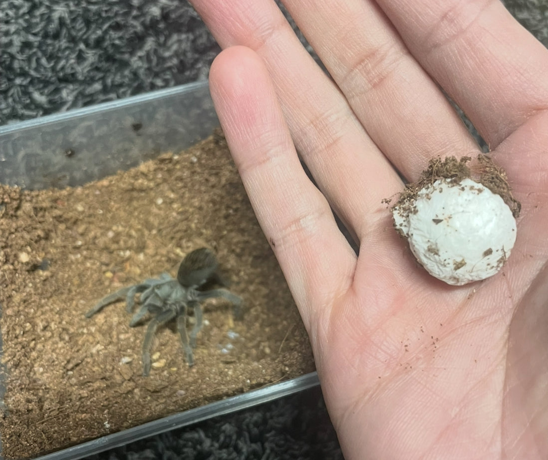Aphonopelma Sp. Dragoons “Slings”