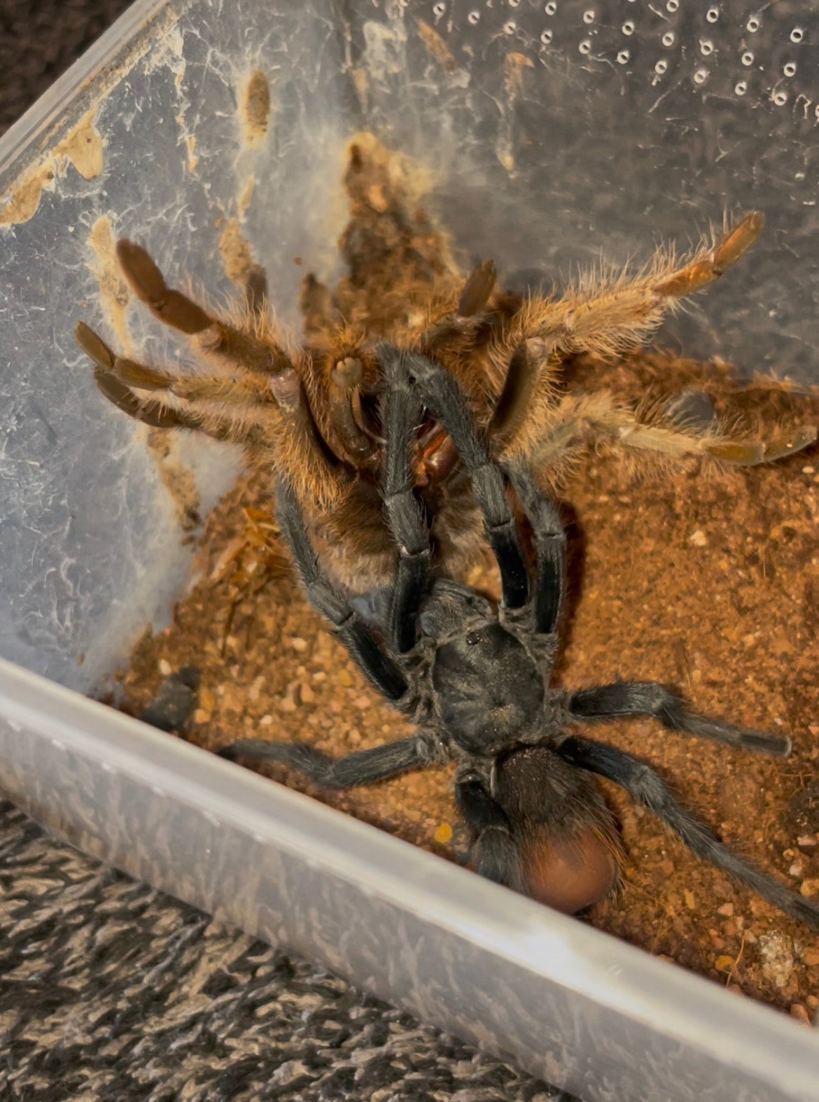 Aphonopelma Peloncillo “Arizona Locale” Captive Bred 2026