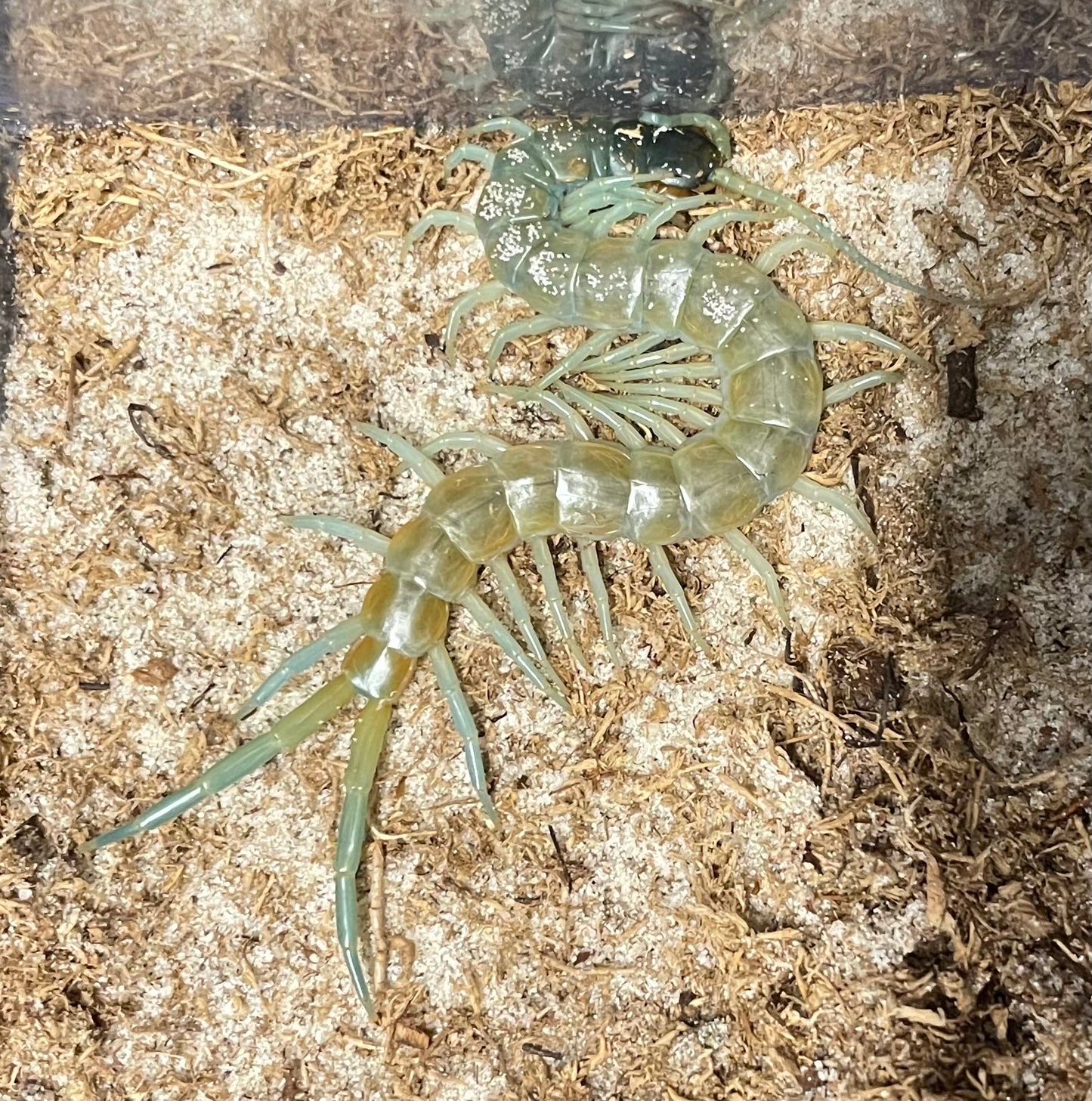 Scolopendra Aztecorum