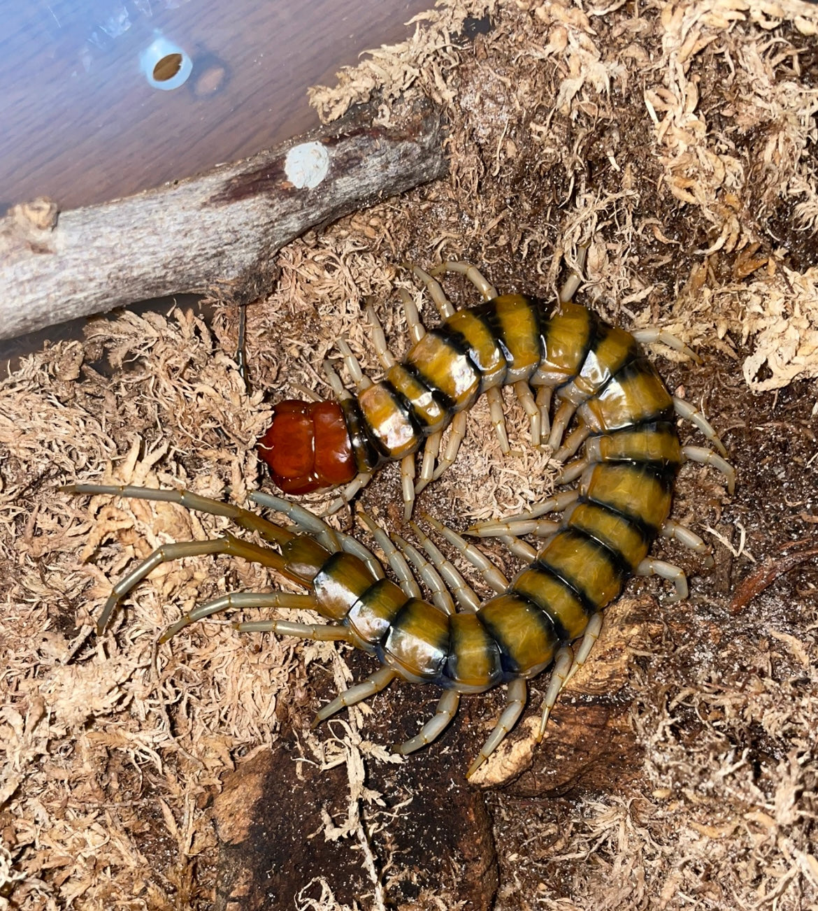 Scolopendra Sp. Malaysian Tiger (Pair)