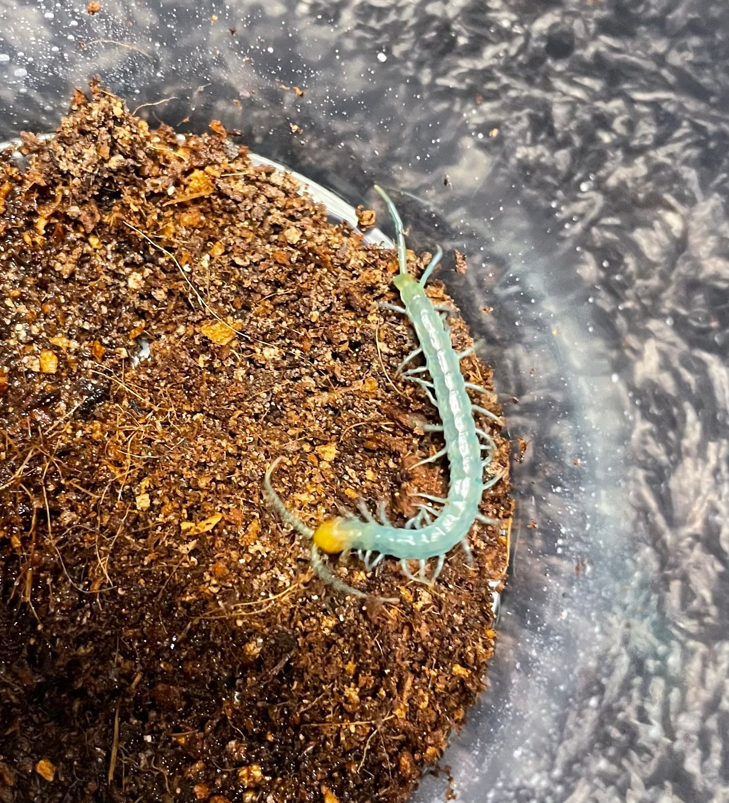 Scolopendra Aztecorum “Central Ghost”
