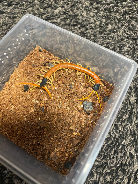 Scolopendra Heros