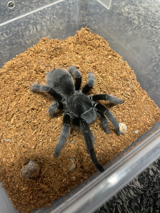 Aphonopelma Steindachneri
