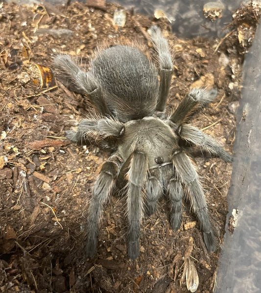 Aphonopelma Michoacán Grey