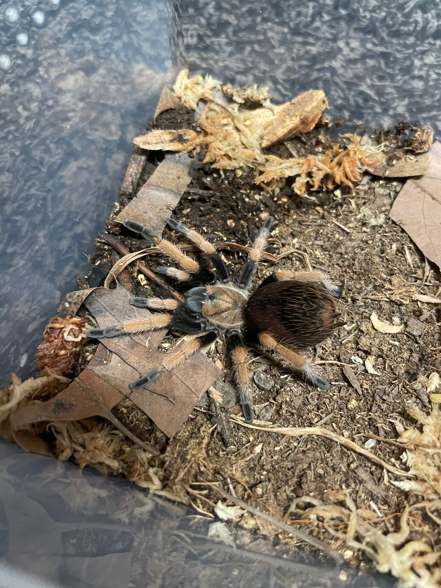 Aphonopelma Bicoloratum