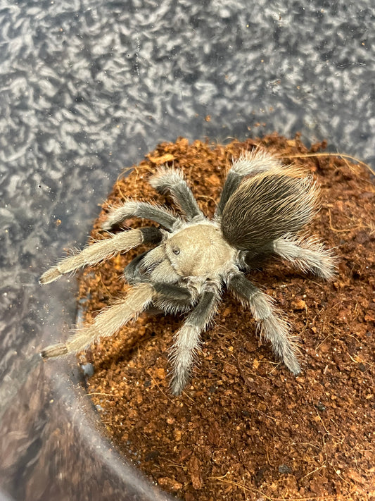 Aphonopelma Chalcodes