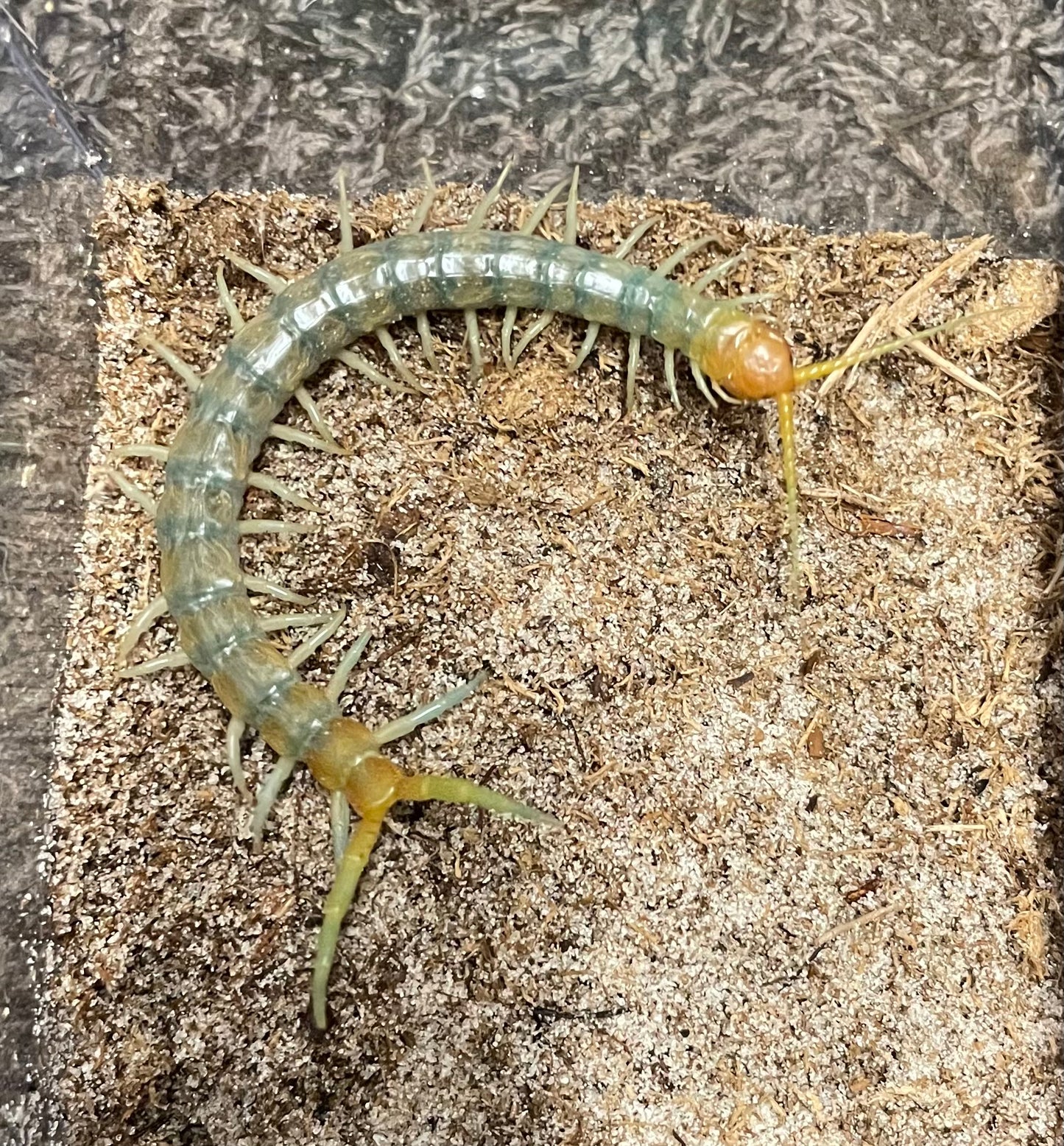 Scolopendra Aztecorum “Central Ghost”