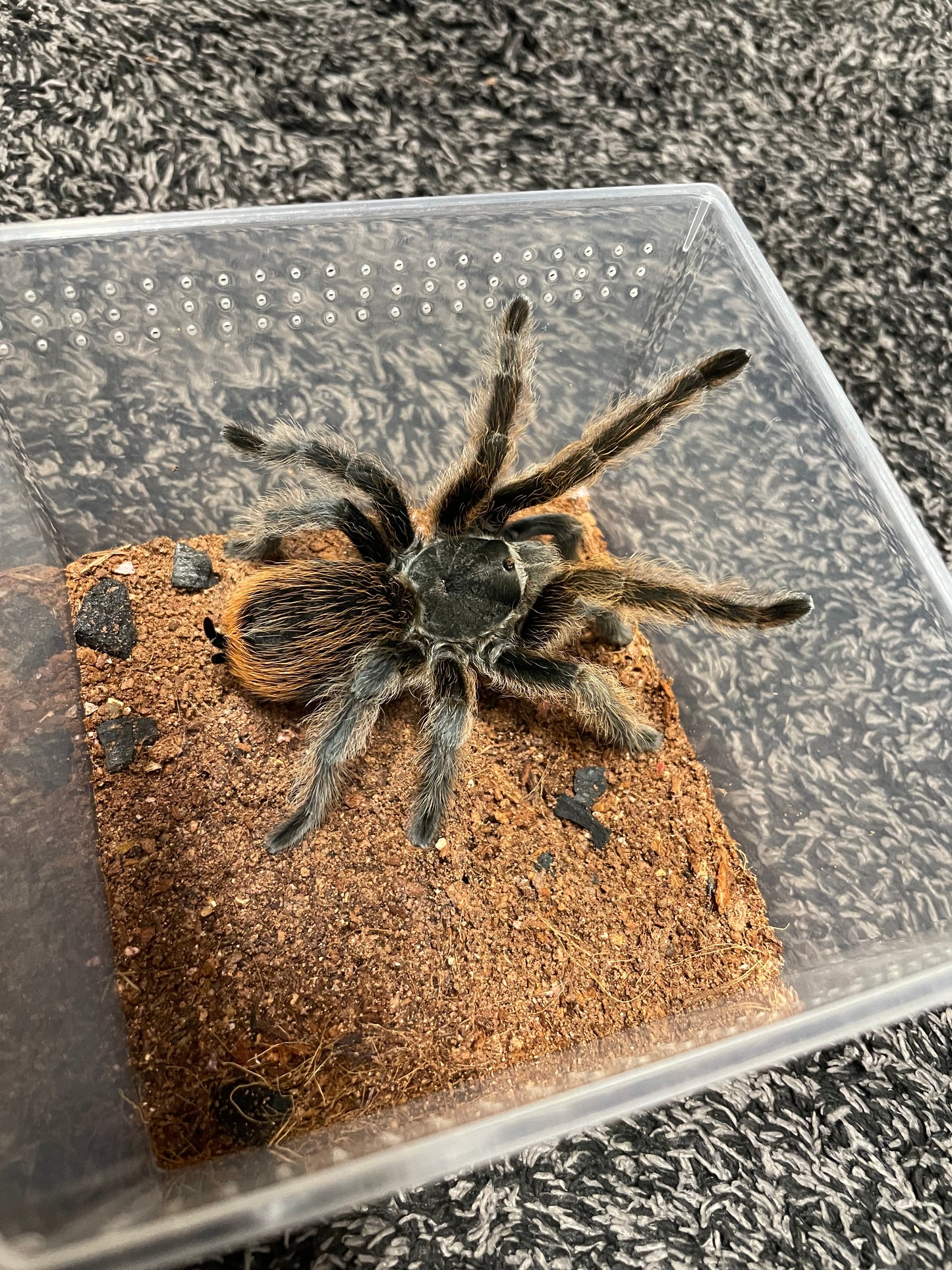Aphonopelma Marxi “Pinos Altos Locale”