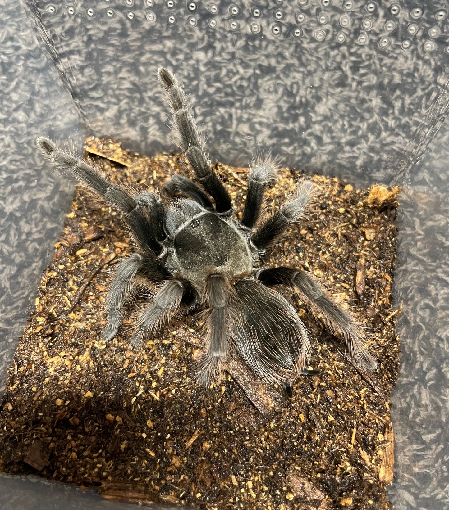 Aphonopelma Steindachneri