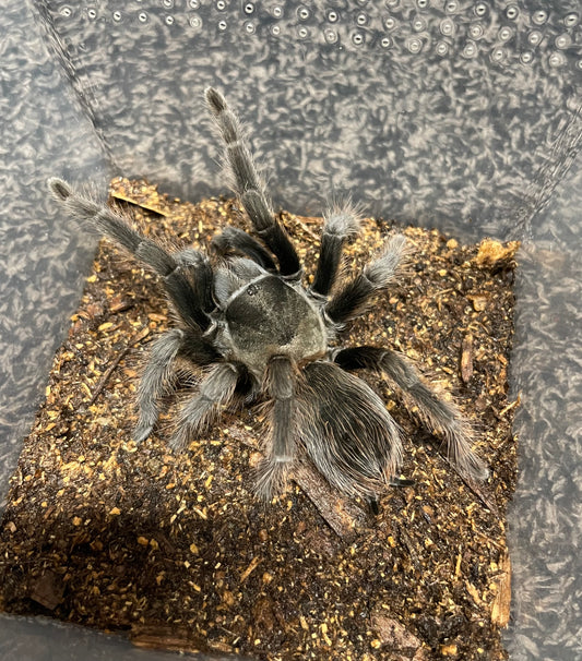 Aphonopelma Steindachneri