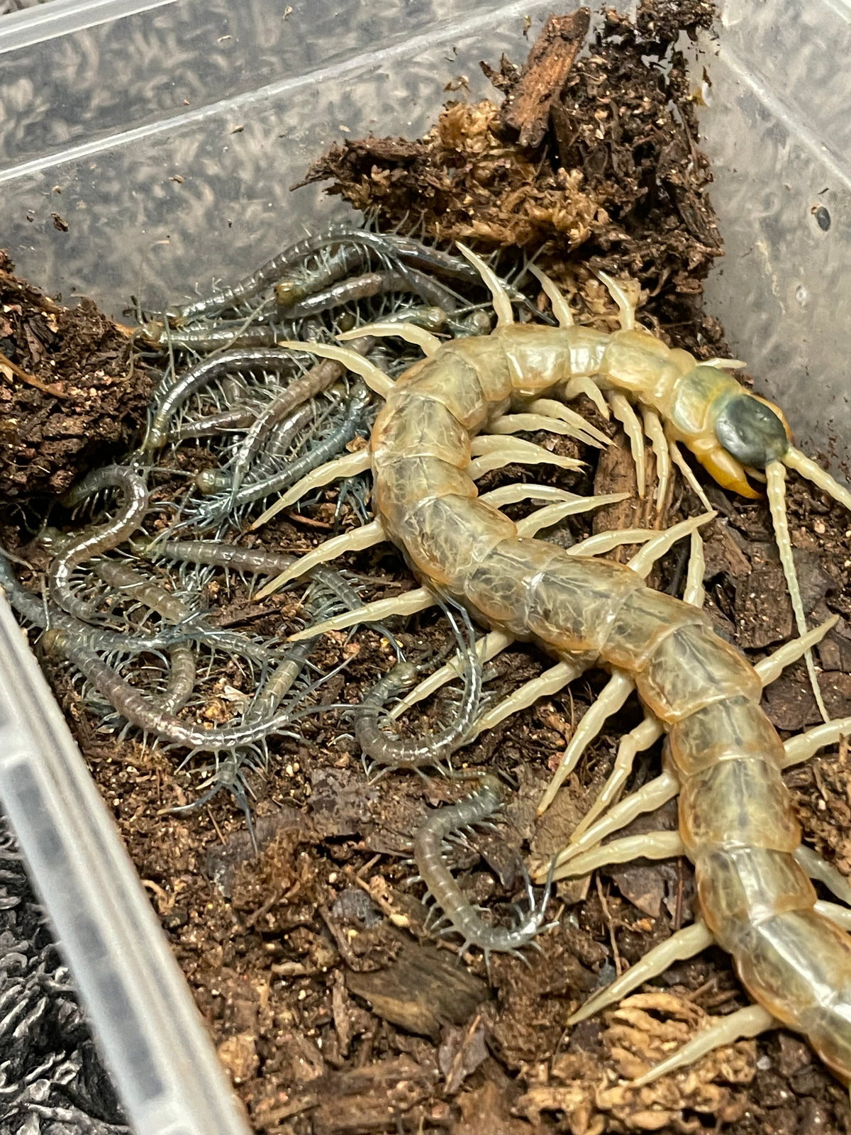 Scolopendra Aztecorum Pedelings 6-Pack 2026