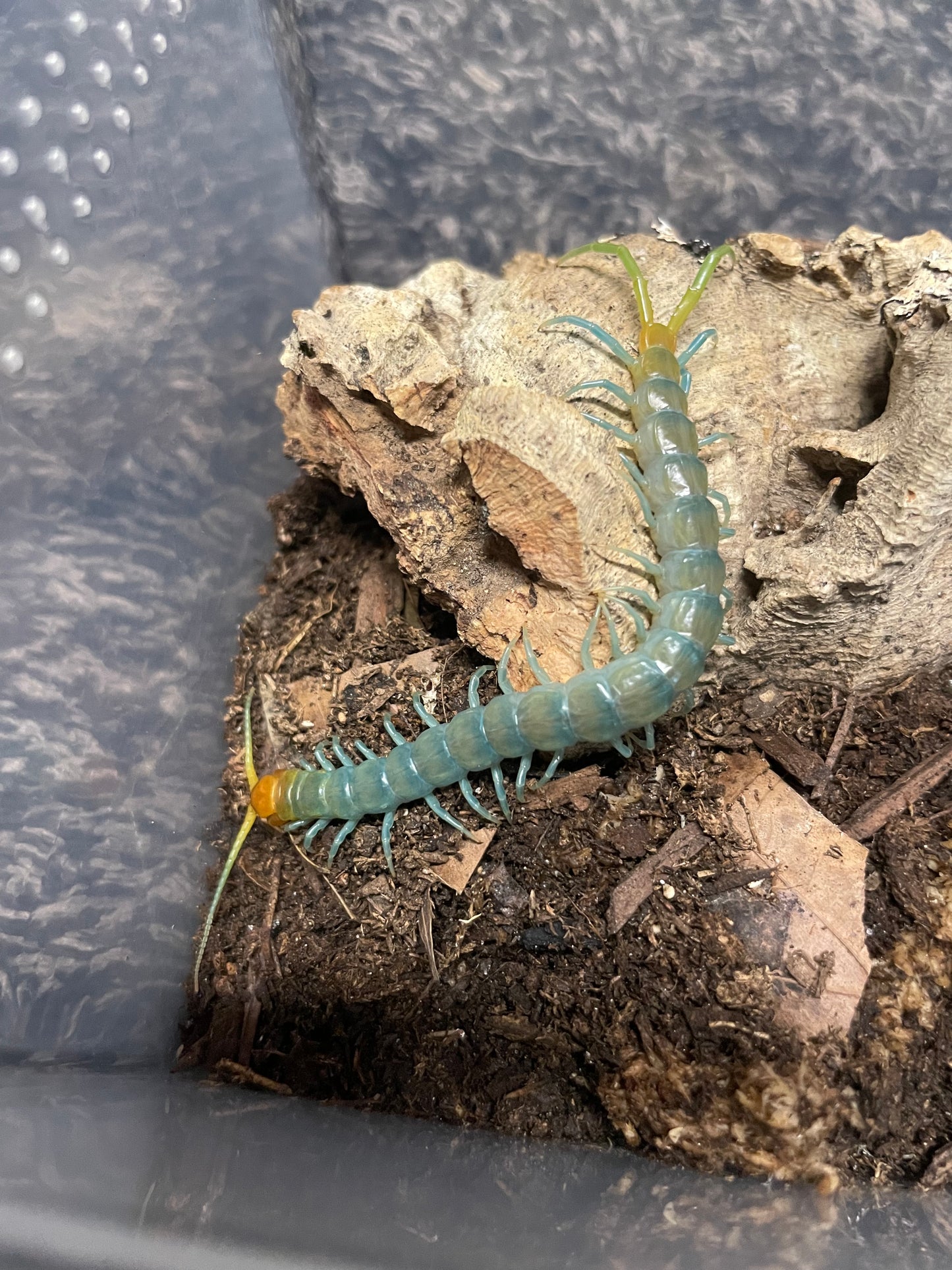 Scolopendra Aztecorum “Northern Ghost”