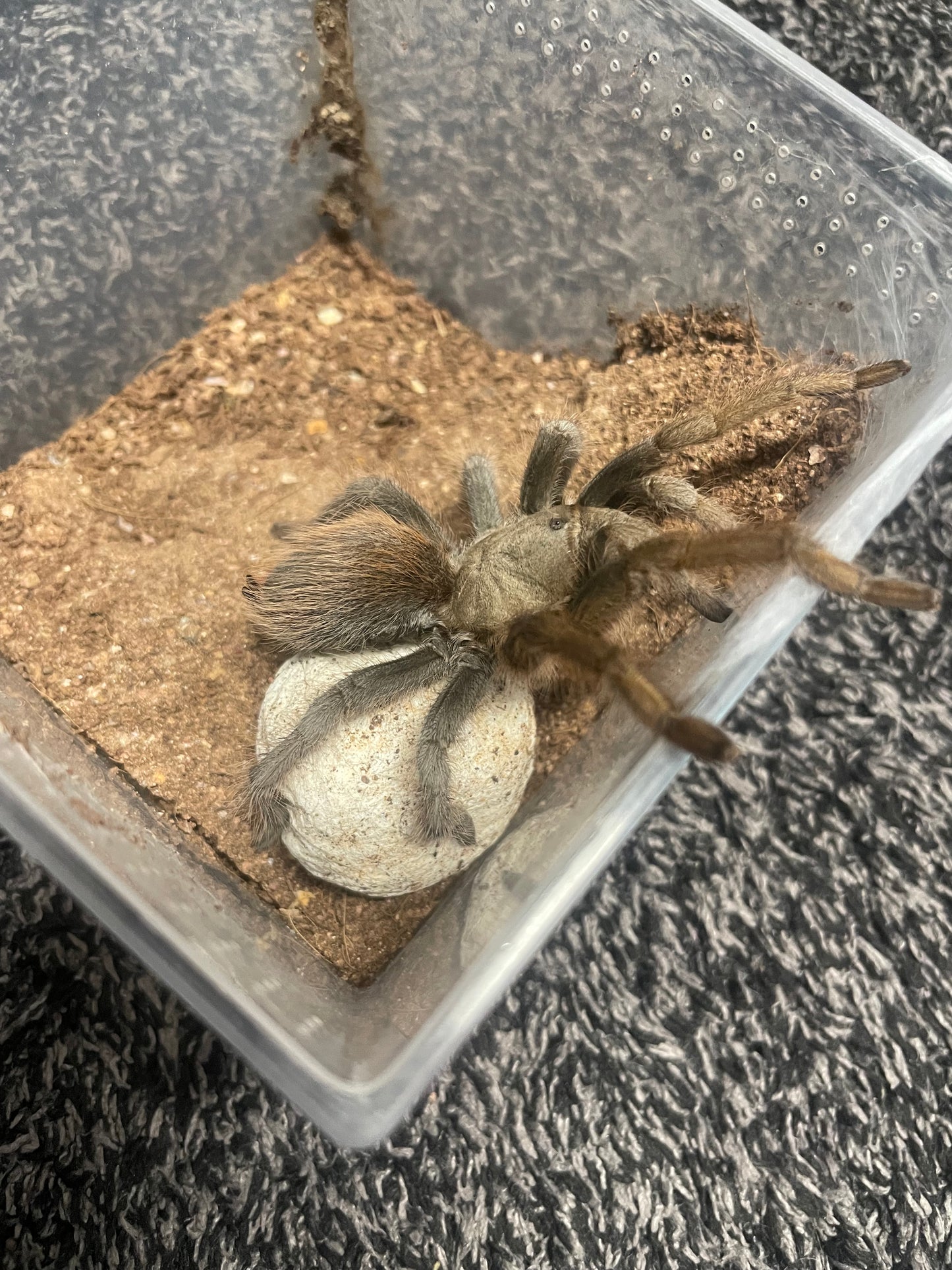 Aphonopelma Peloncillo “Arizona Locale” Captive Bred 2026
