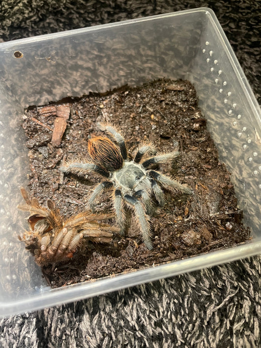 Aphonopelma Sp. “Huachuca”