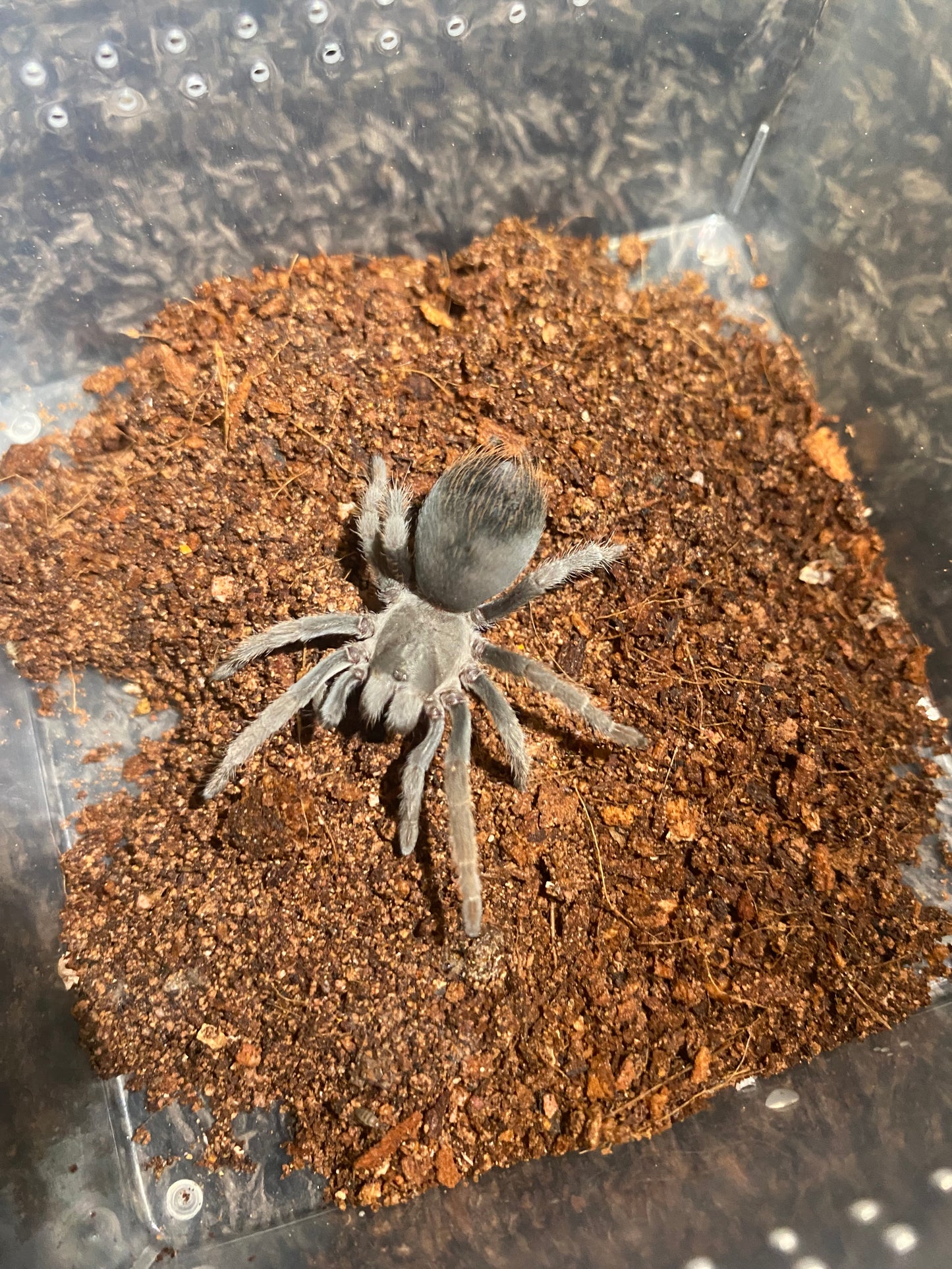 Aphonopelma Sp. Dragoons