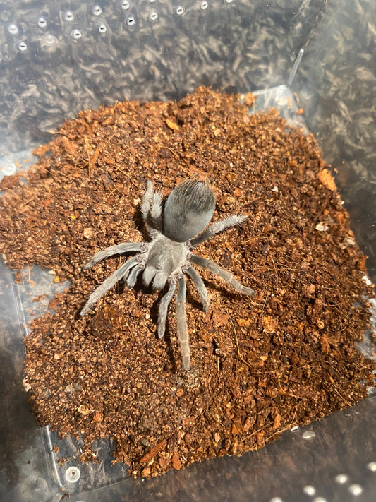 Aphonopelma Sp. Dragoons