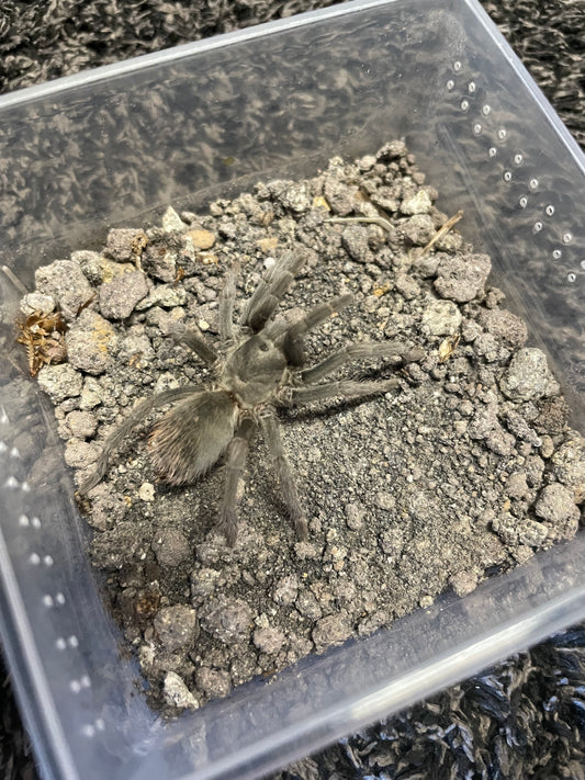 Aphonopelma icenoglei