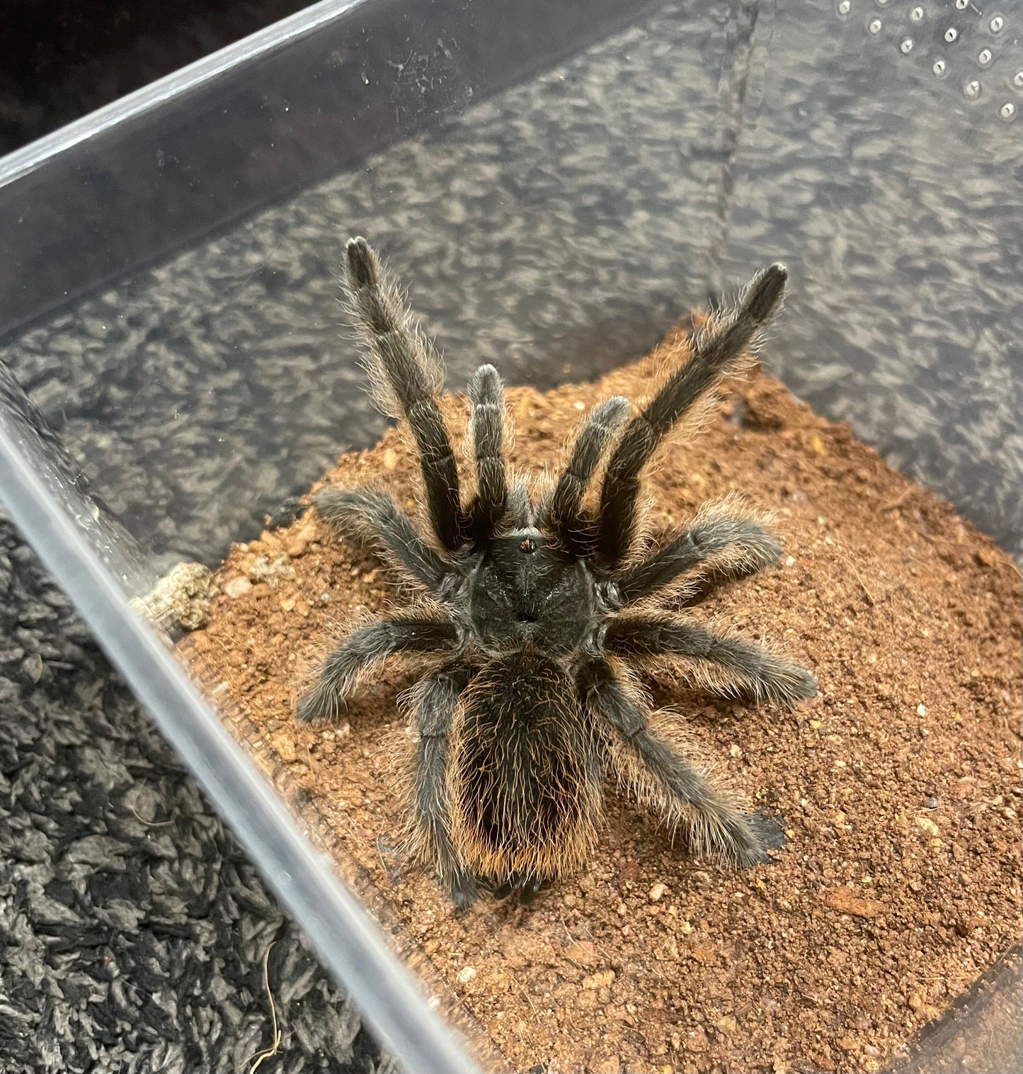 Aphonopelma Marxi “Pinos Altos Locale”