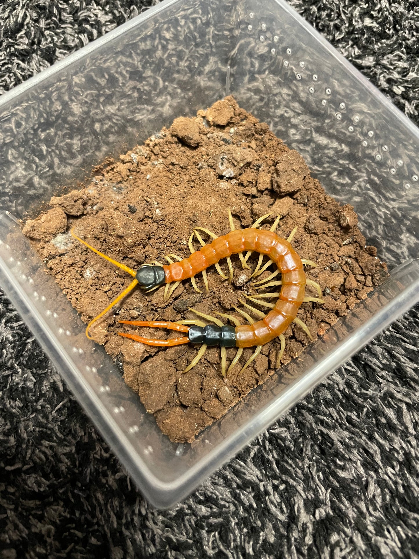 Scolopendra Heros