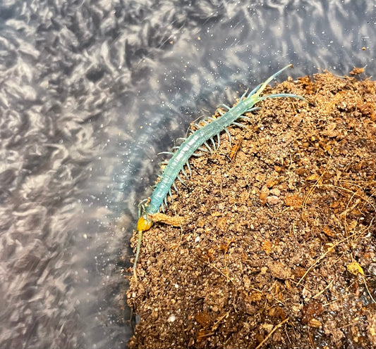 Scolopendra Aztecorum “Central Ghost”