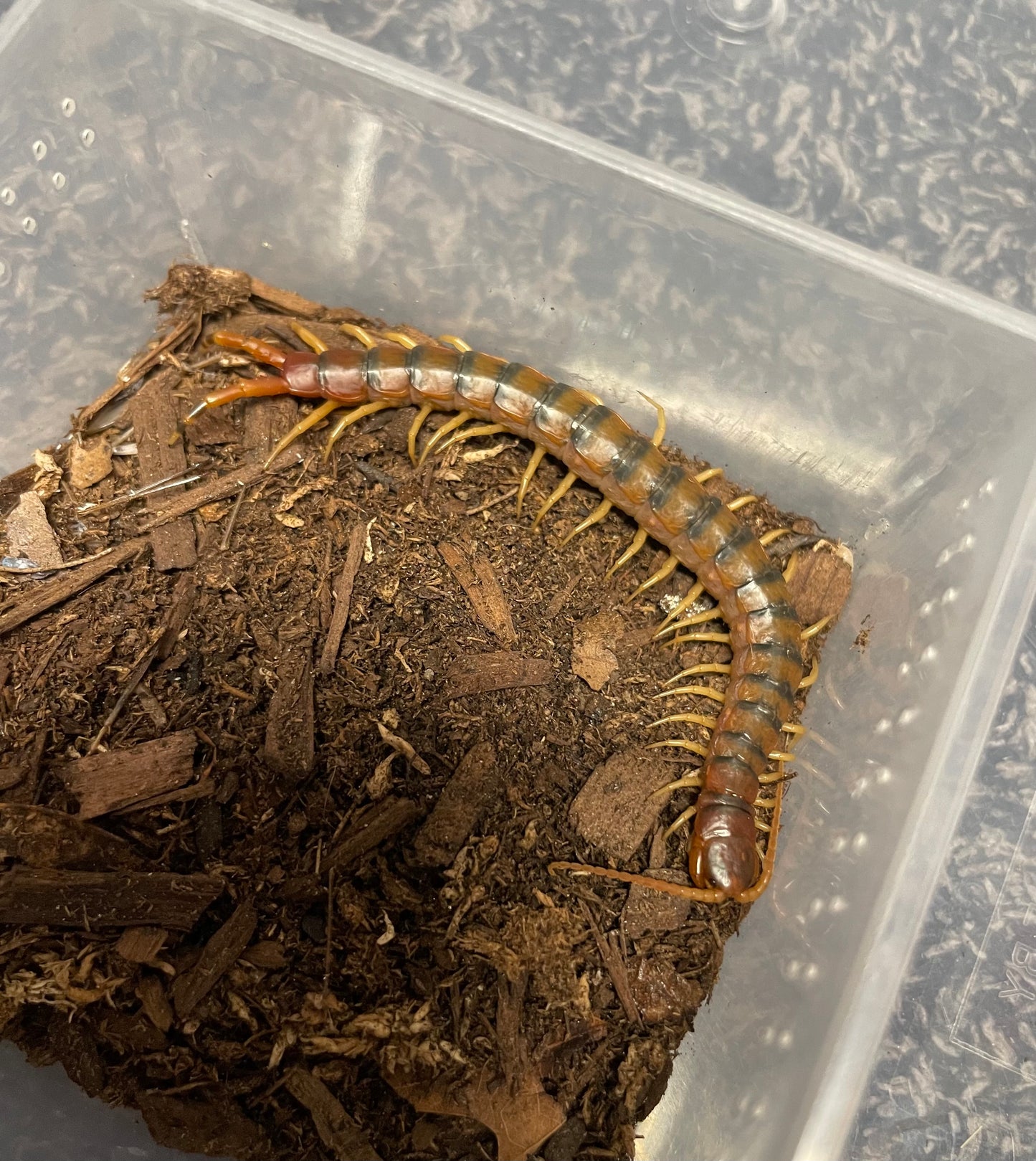 Scolopendra Viridicornis