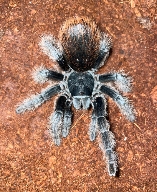 Aphonopelma Marxi “Flagstaff Locale”