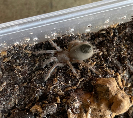 Aphonopelma Steindachneri